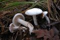Hygrophorus cossus